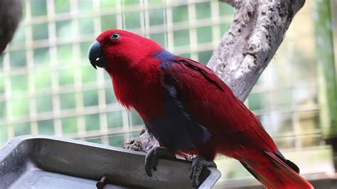 Bayan Birds Which Has The Scientific Name Eclectus Roratus Or Also