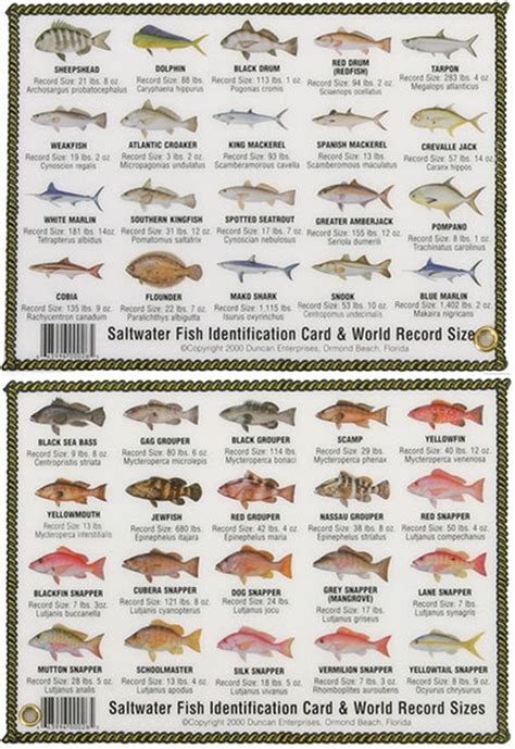 Atlantic Saltwater Fish Identification Chart