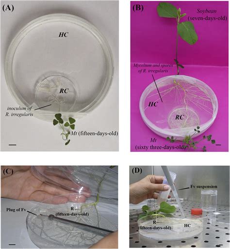 Frontiers An In Vitro Method For Studying The Three Way Interaction