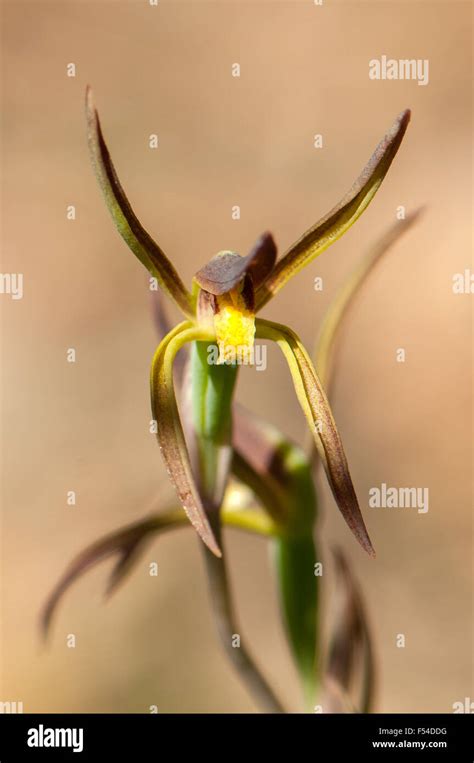 Lyperanthus Suaveolens Brown Beaks Orchid Stock Photo Alamy