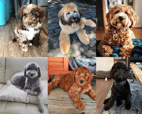 Labradoodle Colors — A Complete Guide to Every Labradoodle Shade | by ...