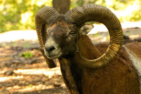 Wildpark Ernstbrunn Wildtiere Hautnah Erleben Barbara Knie