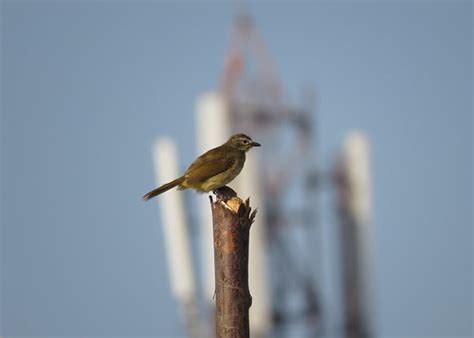 White Browed Bulbul Aneesh Pandian Flickr