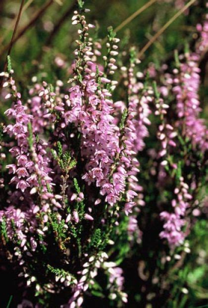 Wildflower Heather Irish Wild Flora Wildflowers Of Ireland