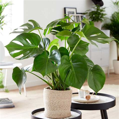 Cm Monstera Deliciosa Swiss Cheese Plant Cm Pot House Plant