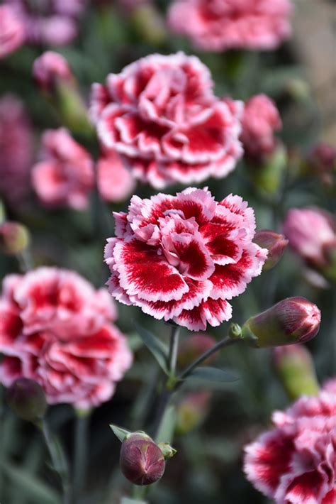 Scent First Sugar Plum Pinks Dianthus WP IAN04 In Fayetteville