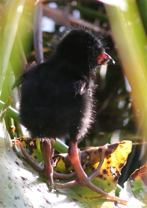 Baby purple gallinule spotted in The Villages - Villages-News.com