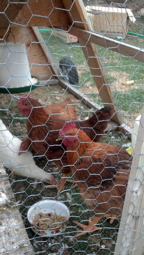 Golden Sexlink Crowing Backyard Chickens Learn How To Raise Chickens