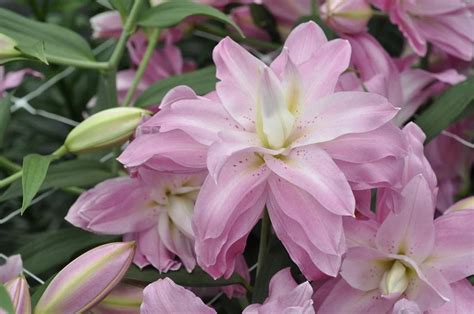 Лилия Мэджик Принцесс: описание и характеристики сорта, особенности ...