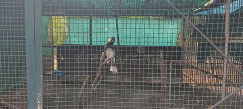 Bird in a Cage at Zoo stock image. Image of fence, colourful - 236594665