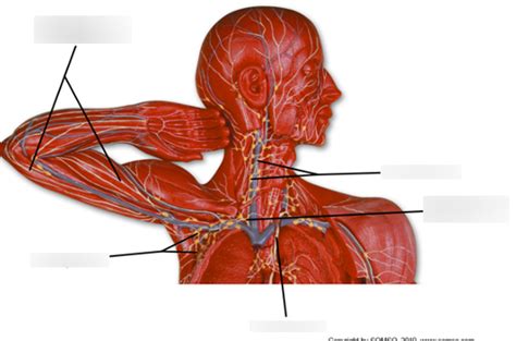 Model Labeling of Major Lymphatic Vessels Diagram | Quizlet