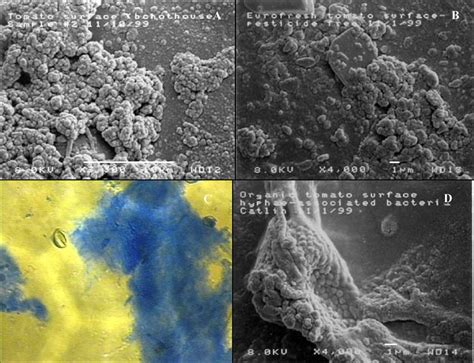 Figure 1 from Prevalence of microbial biofilms on selected fresh ...