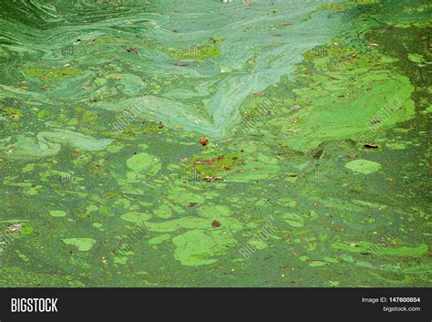 Зеленые водоросли пресных водоемов - 62 фото