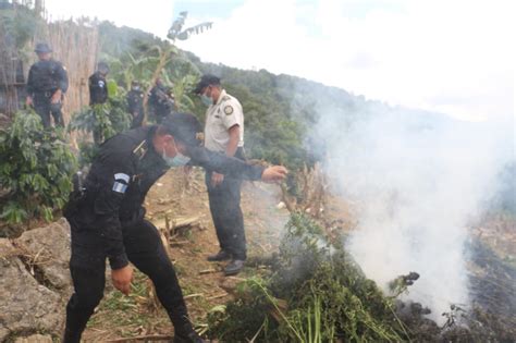 Pnc De Guatemala On Twitter Ampliación Más De 300 Plantas De Mariguana Erradicadas En