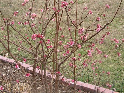 Gotta Garden: Viburnum 'Pink Dawn'