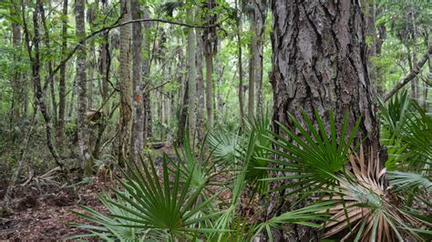 Hiking the Florida Trail | Florida Hikes