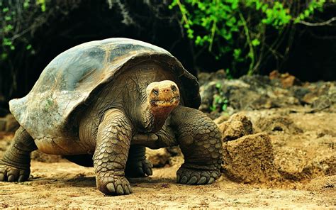 galapago, Tortuga, Gigante, Reptil Wallpapers HD / Desktop and Mobile ...