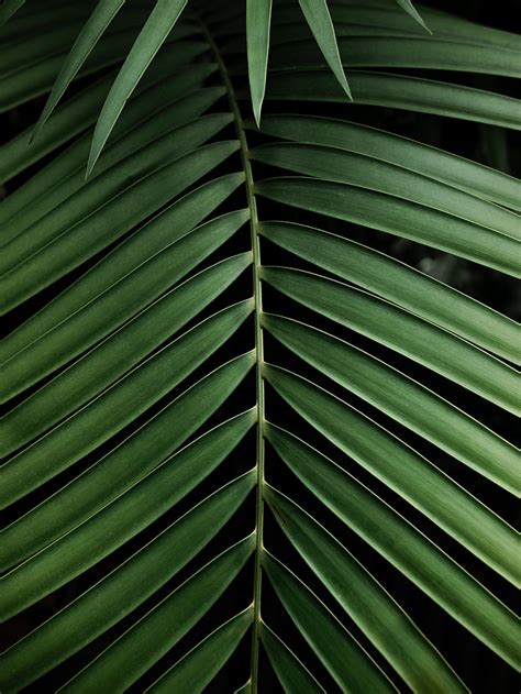 Leaf Branch Palm Plant Green Hd Phone Wallpaper Peakpx