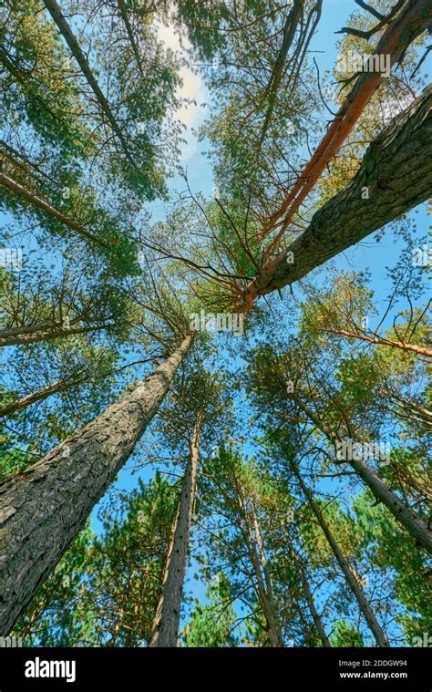 tall tree  res stock photography  images alamy