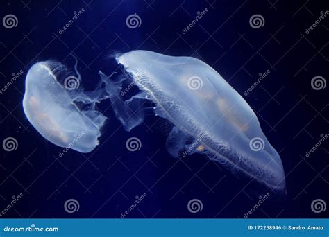 Two Jellyfish Floating In The Water Stock Photo Image Of Glowing