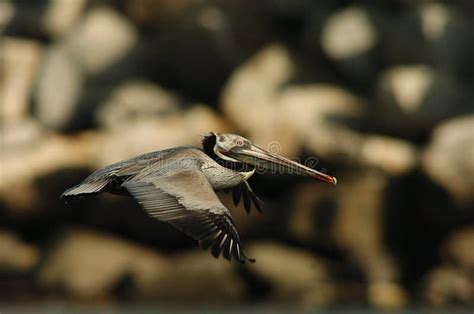 Pelican in Breeding Plumage, California Stock Photo - Image of jolla, winter: 12921730