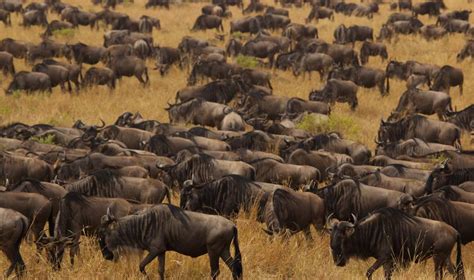 Days Masai Mara Serengeti Seychelles Holiday Trip