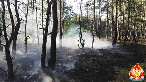 Pożar lasu ul Hynka