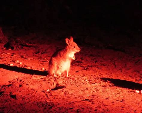 rufous hare wallaby facts diet habitat pictures  animaliabio