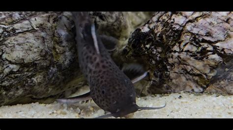 Tiger Moray Eel Eating Pellets Youtube