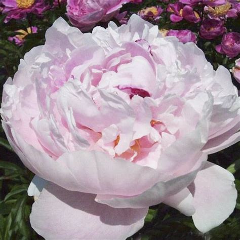Peony Koningin Wilhelmina (Herbaceous) for Sale online in EU directly ...