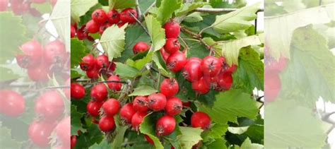 Саженцы боярышника Арнольда крупноплодного купить в Саратове | Товары ...