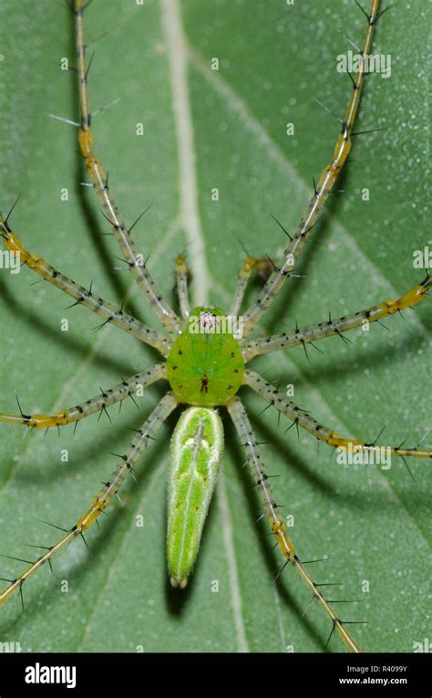 Green Lynx Spider Peucetia Viridans Male On Ashy Sunflower