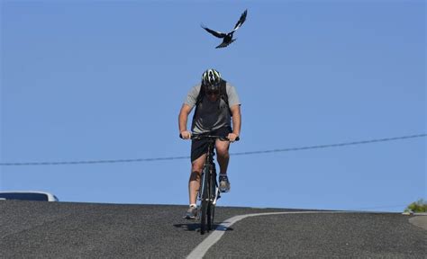 Cyclists say council magpie safety advice is dangerous | The Courier Mail