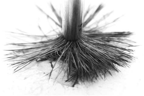 Black And White Paintbrush Bristles Close Up Stock Photo Image Of