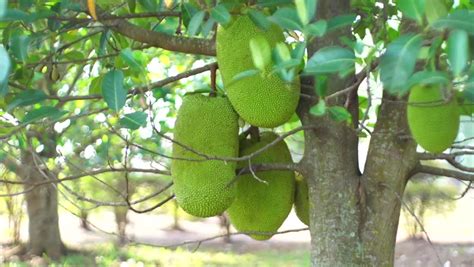 Wild Pana Panapen Breadfruit Tree Stock Footage Video 1914268