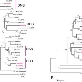 Phylogenetic Tree Of The Mhc Class I Genes Mhc Class I Phylogeny Based