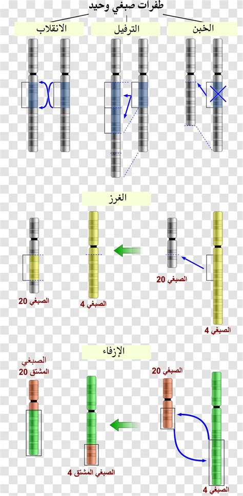 Chromosome Abnormality Chromosomal Translocation Mutation Inversion ... 