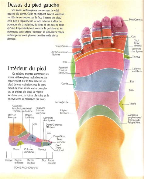 Eatlantide La R Flexologie Plantaire Et L Iridologie