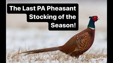 Late Season Pa Pheasants Youtube