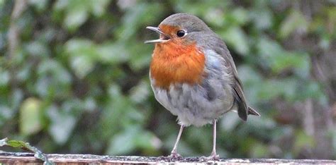 20 Facts About Red Robin's You'll Flock To! | The Fact Site