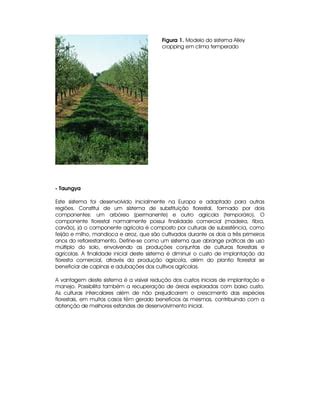 Sist Agroflorest Areas Degradadas PDF