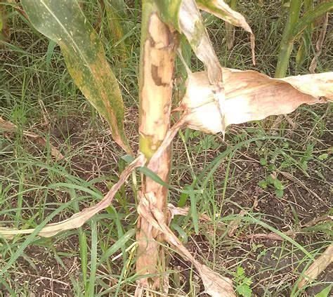 PENYAKIT TANAMAN JAGUNG DAN CARA PENGENDALIANNYA Pertanian