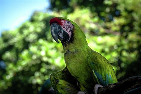 Green Parrot Photograph by Paul Barkevich - Fine Art America