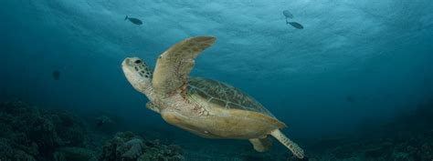 Green Turtle | Sea Turtles | Species | WWF