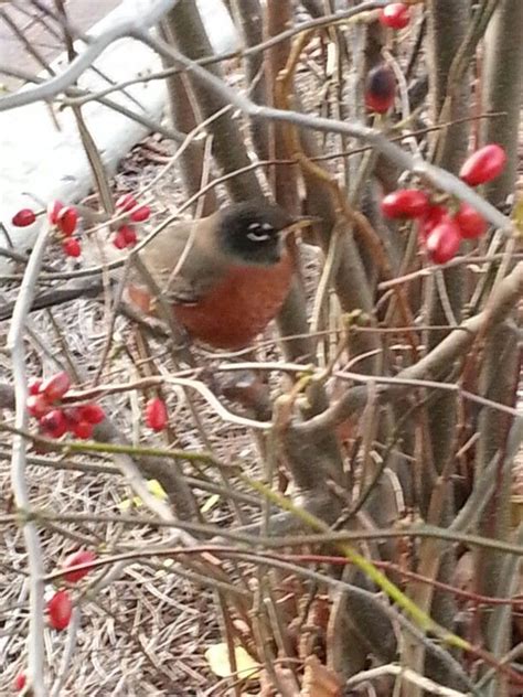 Robin In A Tree At Fall Creek Falls State Park Pikeville TN Fall