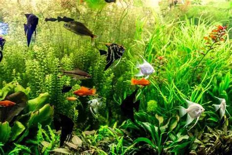 How To Clean Fish Tank Glass White Residue And Algae Removal