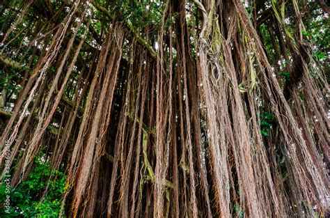 Banyan tree in Hawaii Stock Photo | Adobe Stock