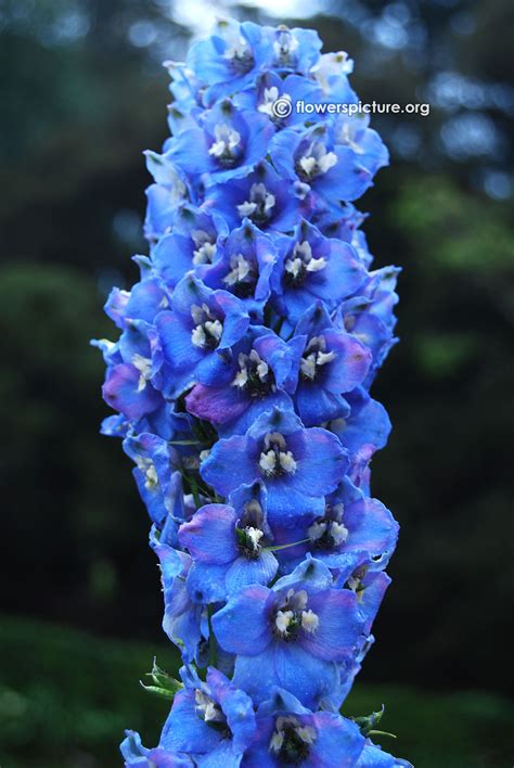 Larkspur Purple Banglore Flower Show Jan 2013