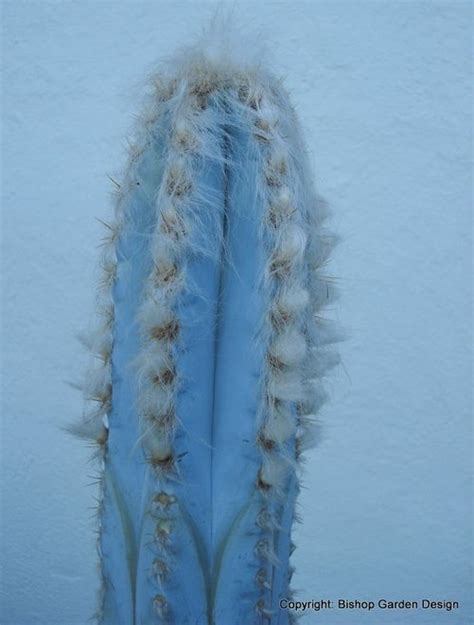 Plantfiles Pictures Pilosocereus Species Blue Columnar Cactus