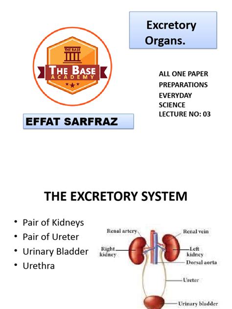 Liver and Kidney | PDF | Kidney | Liver